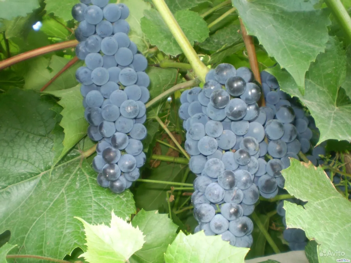 виноградная лоза саженец. авито саженцы винограда. вегетирующие саженцы винограда. отправка винограда почтой. саратовский виноград.