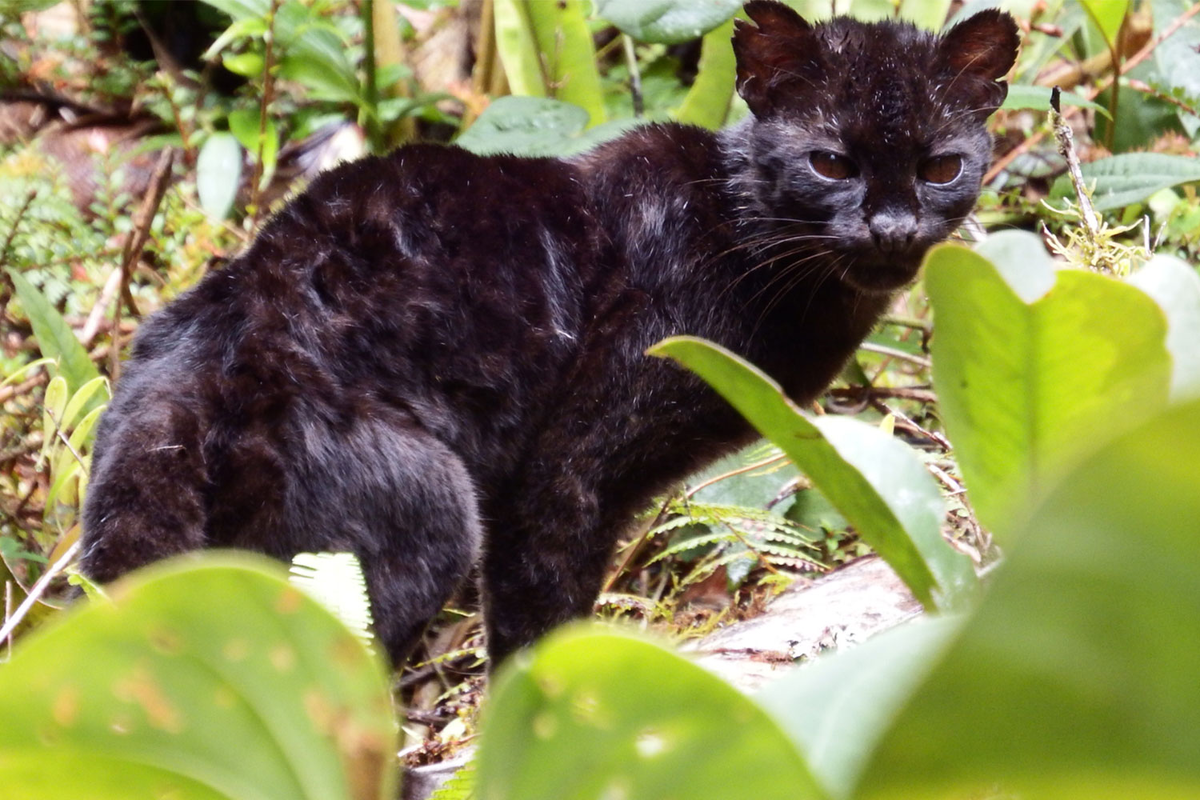 Возможно, существует популяция полностью чёрных маргай. Как среди ягуаров есть чёрные пантеры, так и среди длиннохвостых кошек недавно нашли особей-меланистов. 