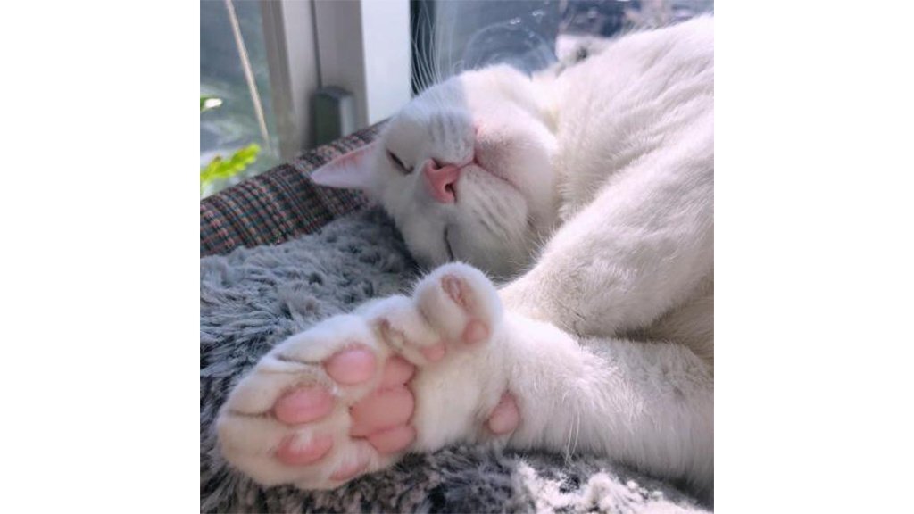    Кошка