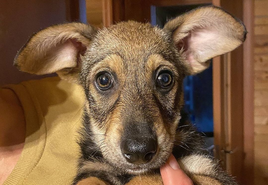     «Нам обещали корги»: разочарованные хозяева бросили щенка на заправке