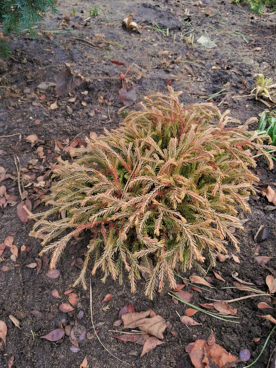 Туя "Голден Таффет" сейчас, середина марта.