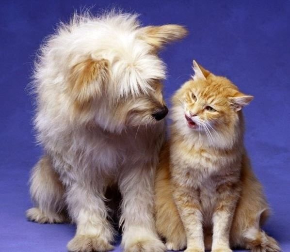      Собака и котик - друзья