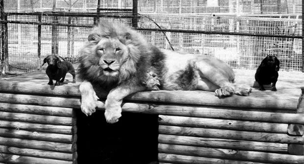      Лев и таксы