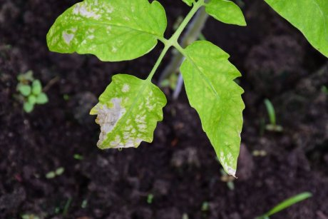 ����� ������ �� �����