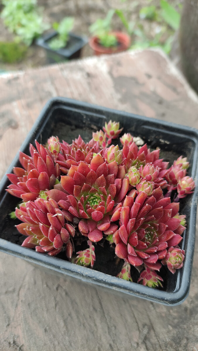 Каменный цветок