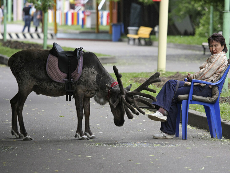     Фото Геннадий Черкасов/Московский комсомолец
