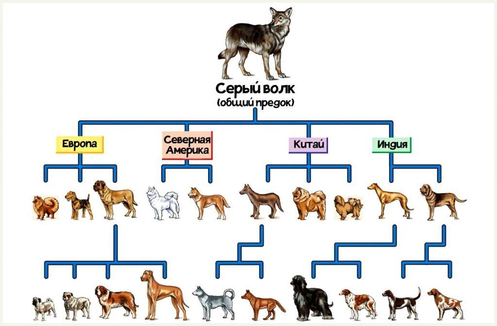 Вы спросили: токсичен ли дуб для собак? - mi dog guide