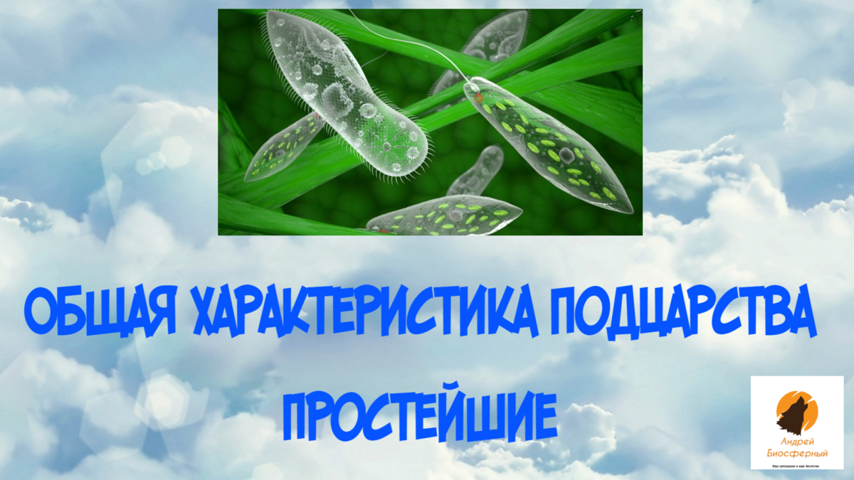 Общая характеристика подцарства Простейшие | Андрей Биосферный | Дзен