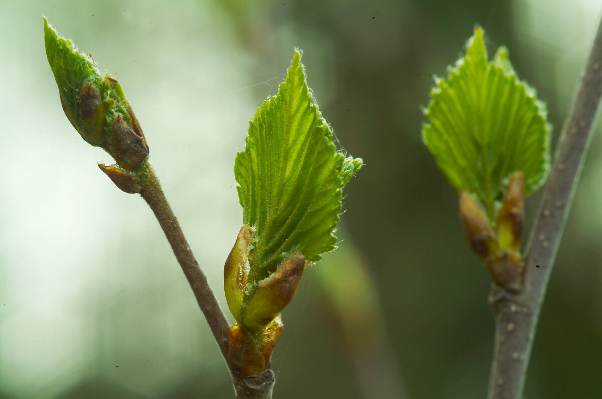 ФОТО: KONSTANTIN KOKOSHKIN/RUSSIAN LOOK/GLOBALLOOKPRESS