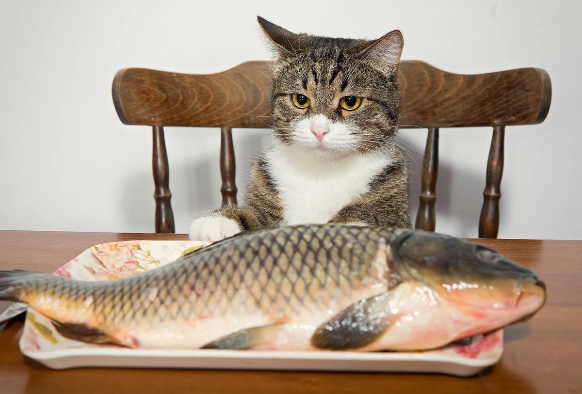 Почему кошкам нельзя давать рыбу — опасности и последствия для здоровья и благополучия вашего пушистого друга