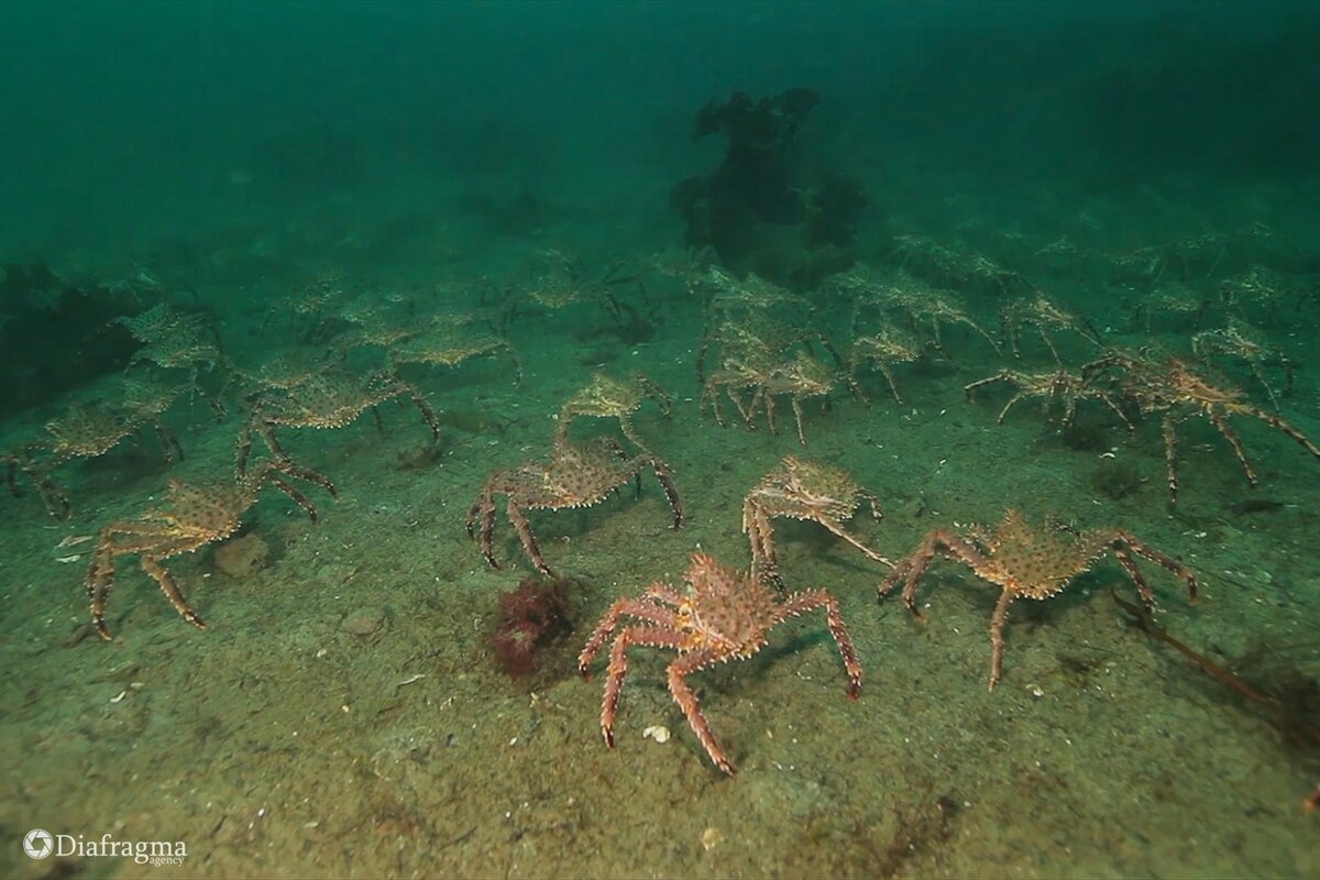 Подводный мир Каспийского моря