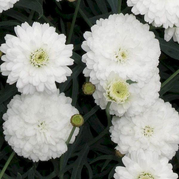 710 Хризантема маргаритковая Aramis Double White