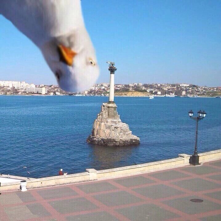 Фотографию прислала Ирина Смирнова, г. Севастополь 