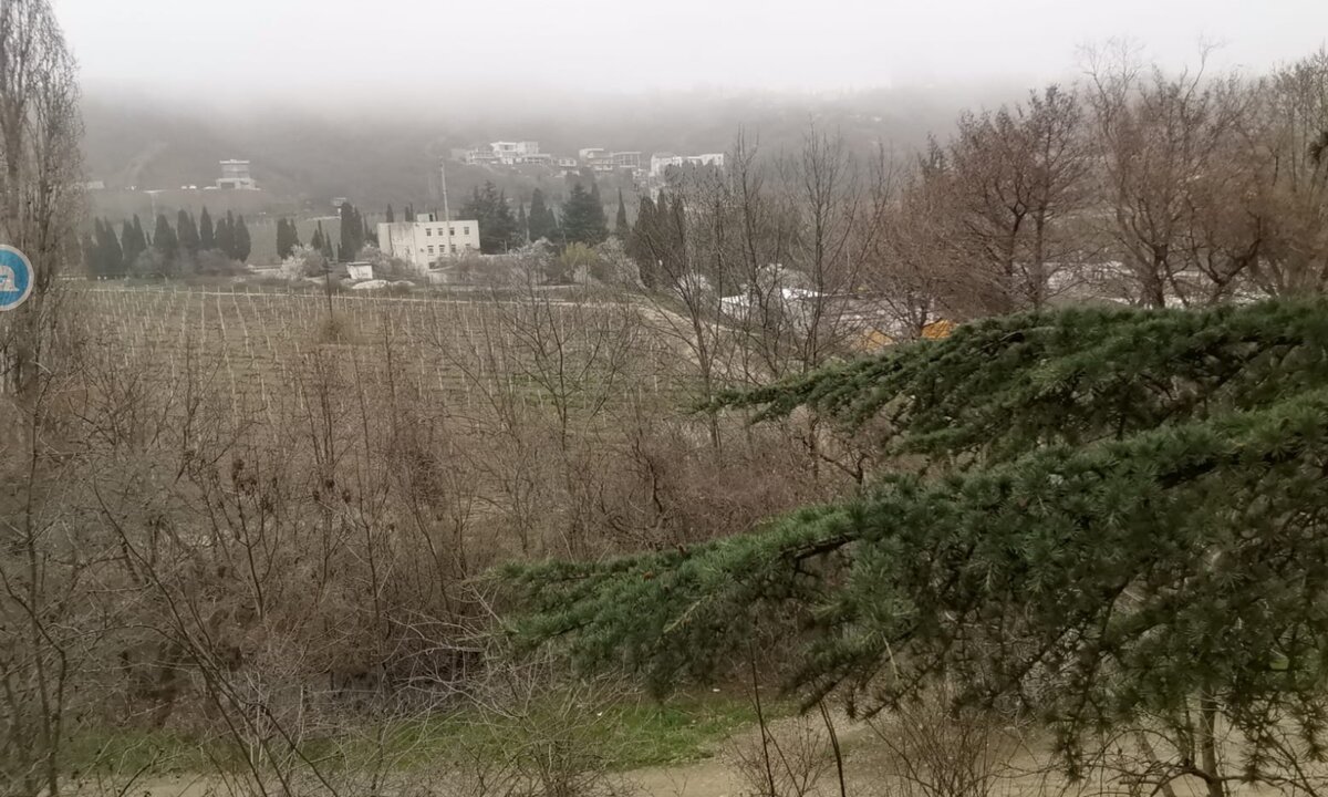 Виноградники.