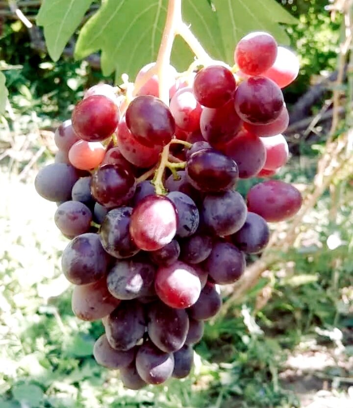 Клубничный. 