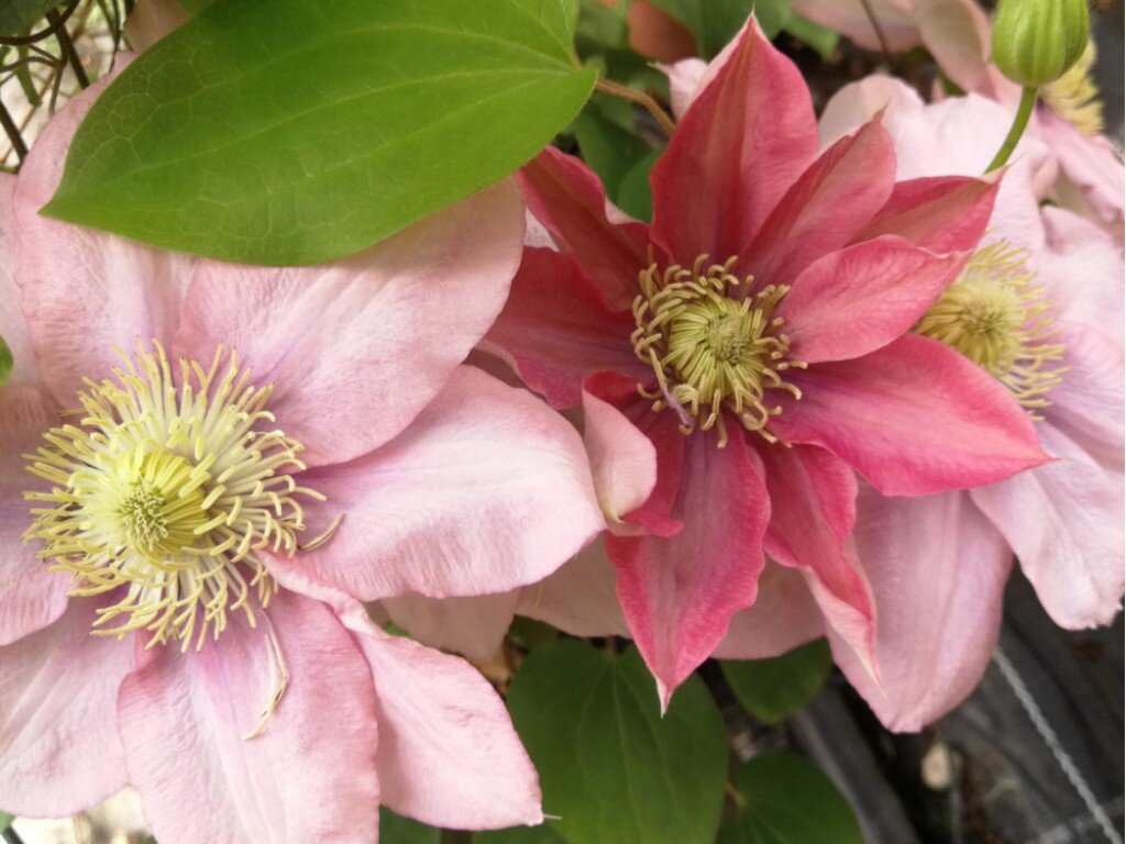 Клематис Little Mermaid