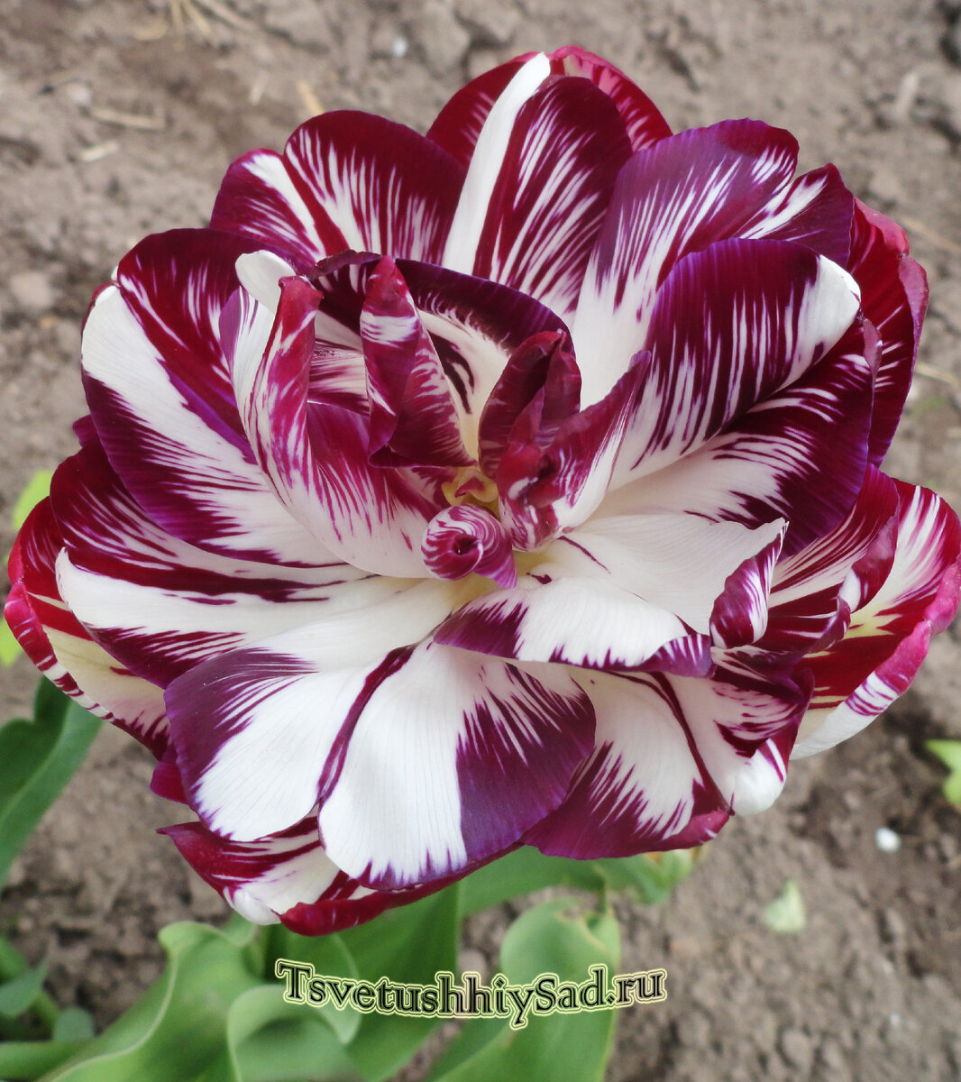 Тюльпан Карнавал де Ницца