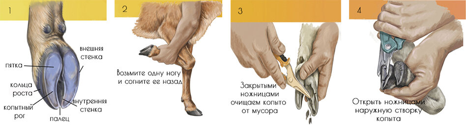 Подрезка связок у собак