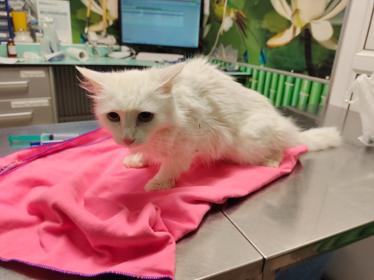 злой клочок беленького меха