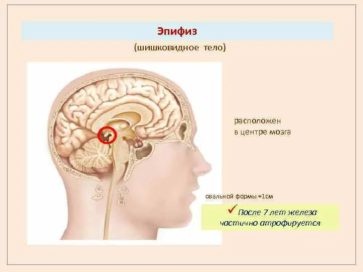 Внутренняя секреция эпифиза