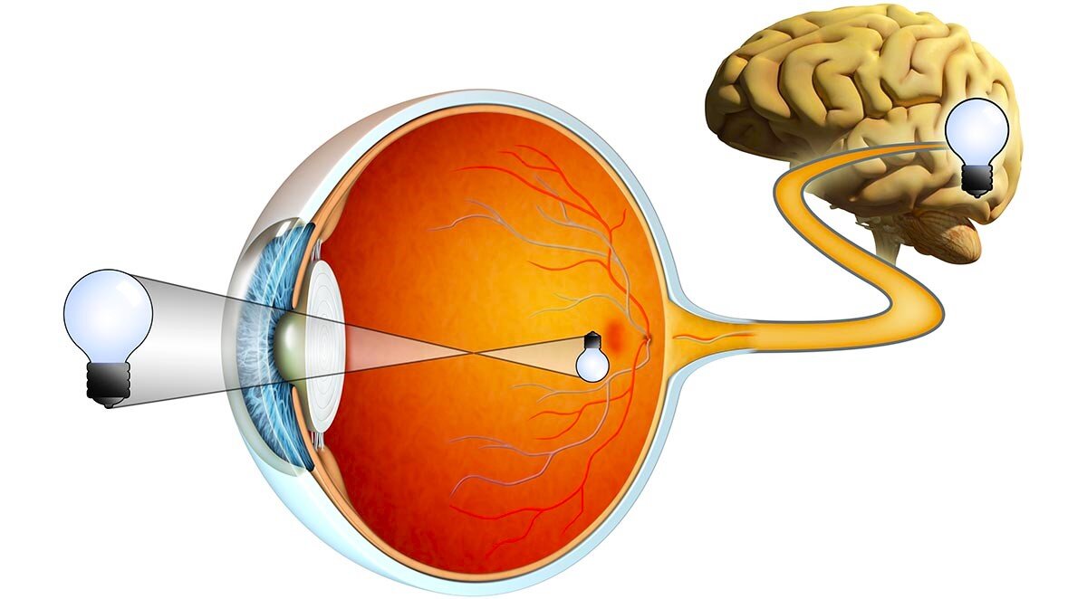 Восприятие изображения глазом