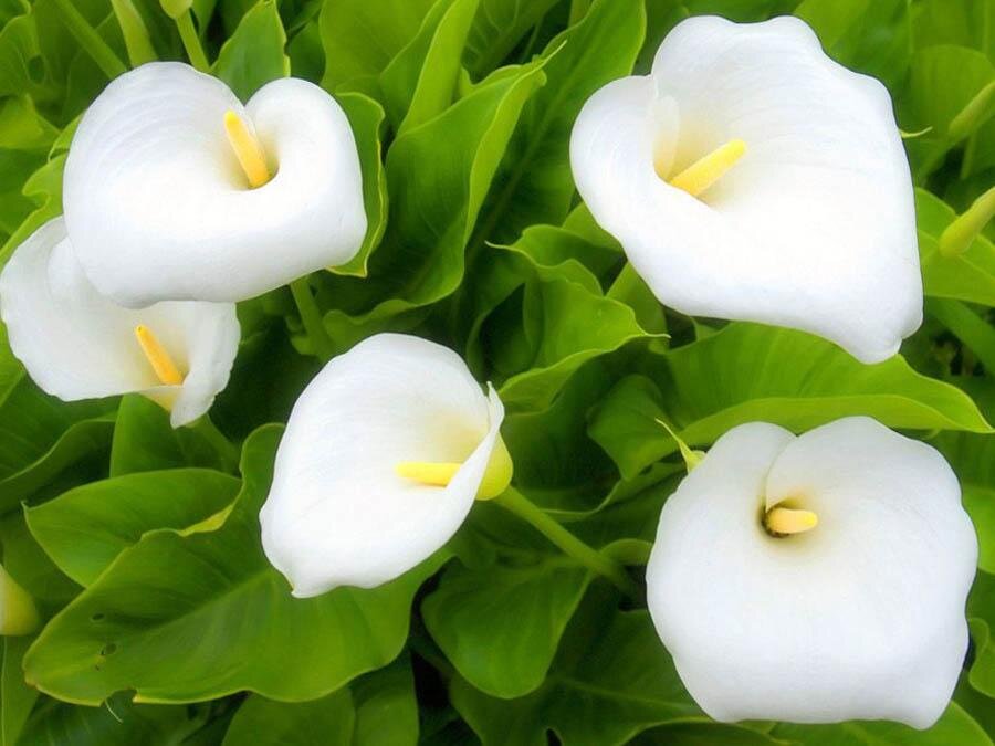 Калла комнатная - Zantedeschia. Уход за каллой, описание видов, выращивание зантедескии