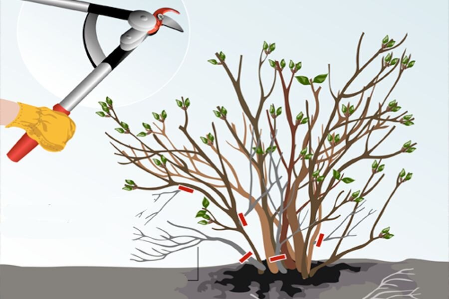 Черенкование гортензии метельчатой весной после обрезки. Обрезка гортензии весной. Весенняя обрезка декоративных кустарников. Обрезка метельчатой гортензии весной.