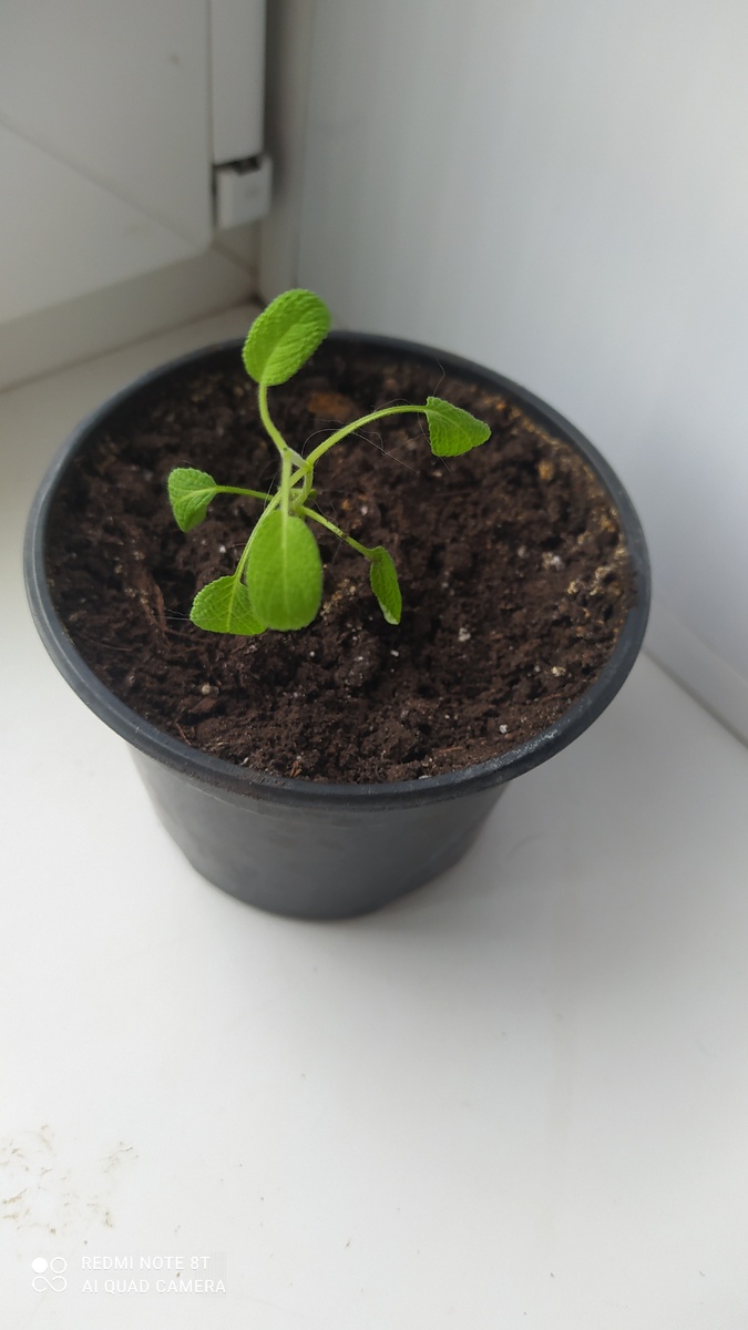 Шалфей Кубанец