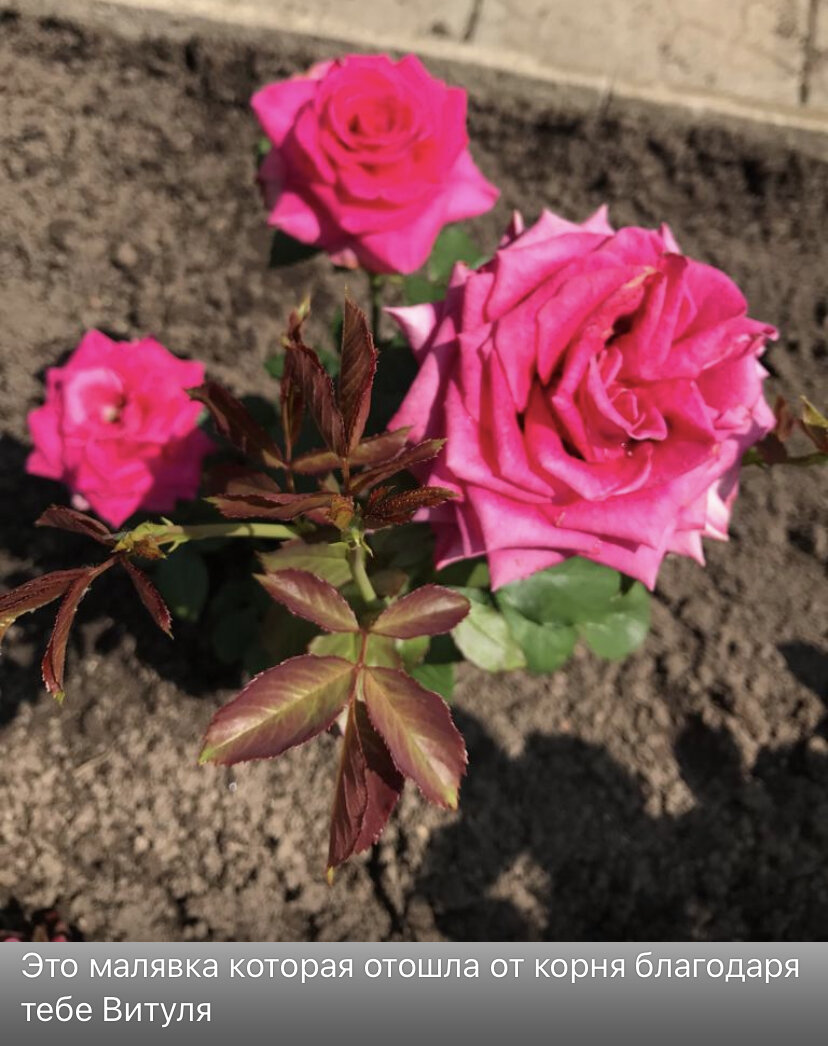 Вот такое сообщение от мамы 6 июля 2021