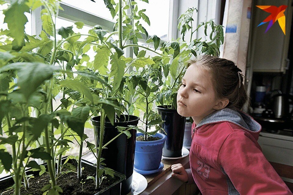     Крепкая рассада - гордость дачников и надежда на будущий хороший урожай. Михаил ФРОЛОВ