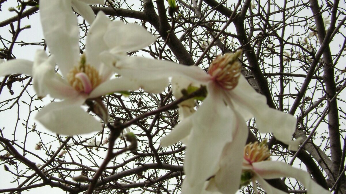     Тёплой, почти по-летнему тёплой ожидается пятница, 31 марта, во Владивостоке. Да и на всей территории Приморья.