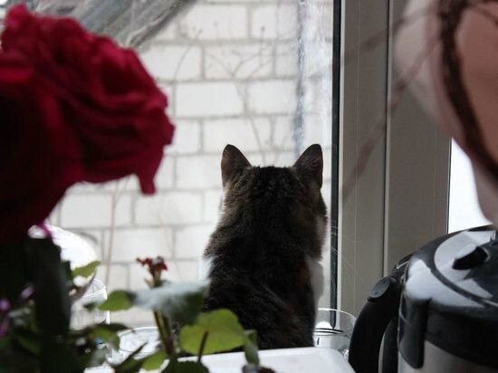     Фото: Василий Осипов/«МК в Черноземье»