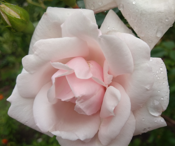 Любимые розы из сада. Фото автора