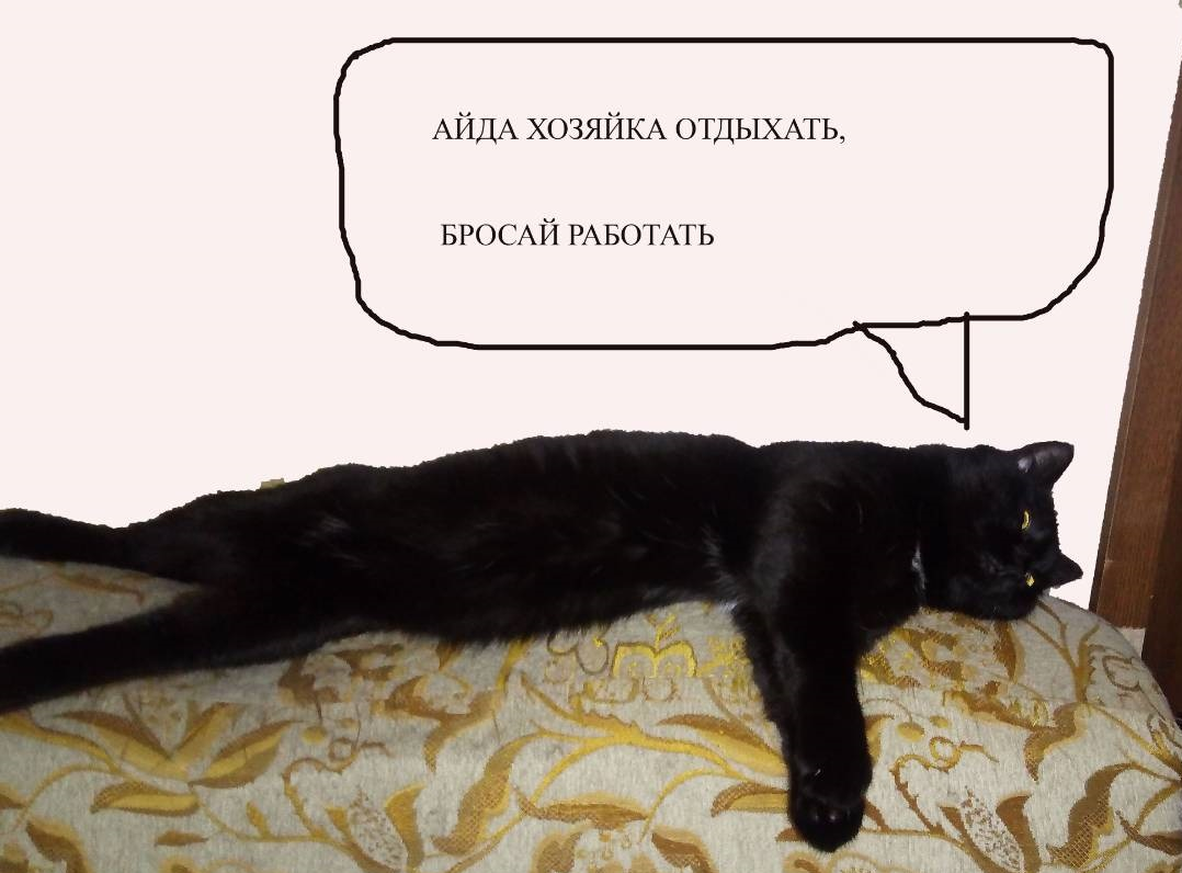 муж иногда любит делать мемы из фото нашего кота