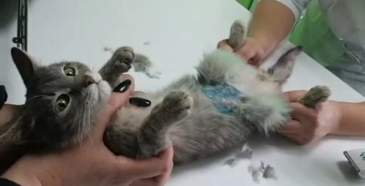 Наш новичок. Истощен и болен.