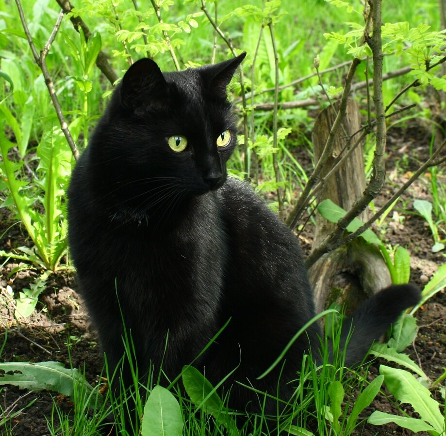 Black cat нижний. Чёрный кот. Черная кошка в лесу. Чёрный кот с зелёными глазами. Чёрный котёнок и лес.