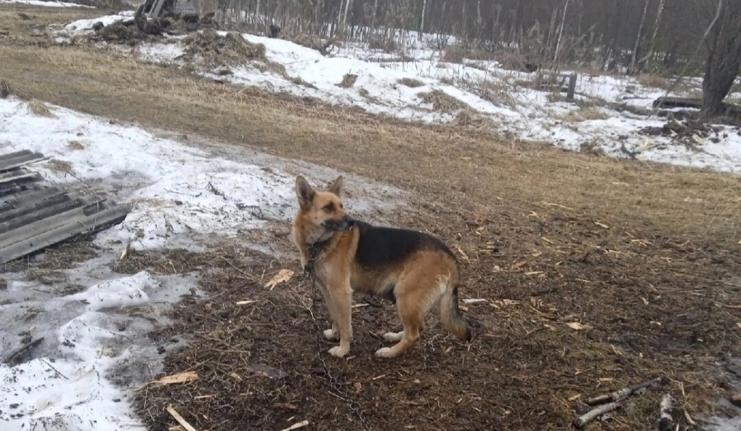 "Немецкая овчарка" Альма