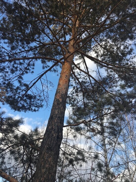     ФОТО: НАТАЛЬЯ СЕДОВА/ «МК В КРАСНОЯРСКЕ»