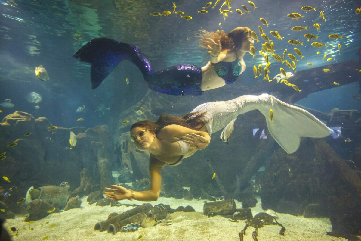 Aquarium перевод. Океанариум Сочи Адлер. Сочи аквариум Дискавери. Океанариум Сочи Дискавери в Адлере. Сочи ворд Дискавери аквариум.