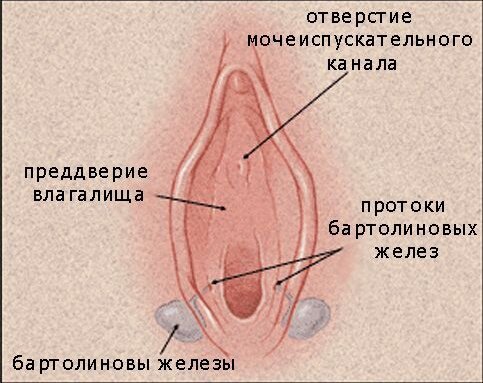 Вульводиния