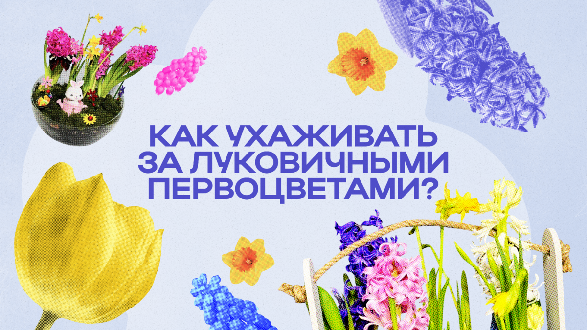 Как сохранить луковицы домашних тюльпанов и гиацинтов? 5 правил | Flowwow —  маркетплейс подарков | Дзен