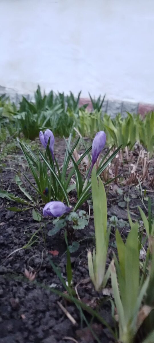 #крокусы #сегодня