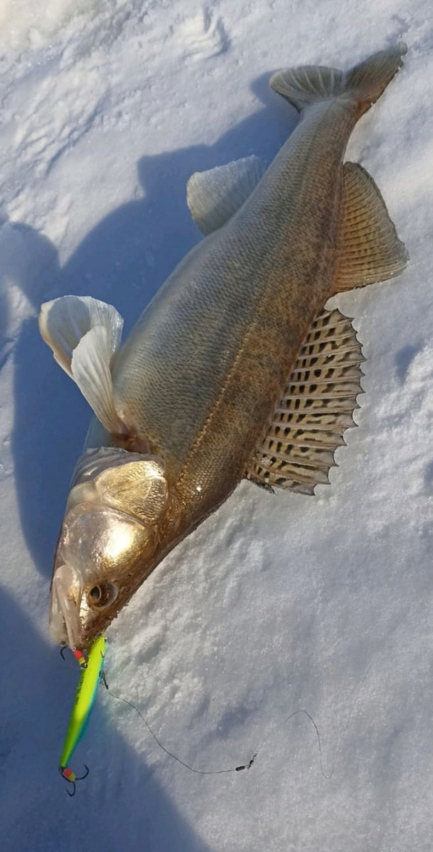    Один из рыбаков поймал судака весом 2,5 килограмма