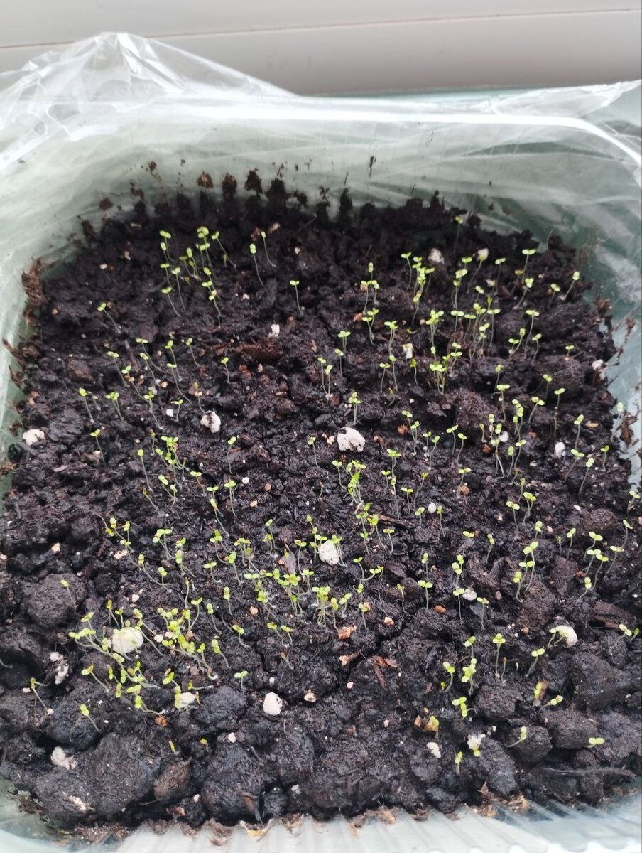 всходы через 5 дней. Посадка 3 февраля.