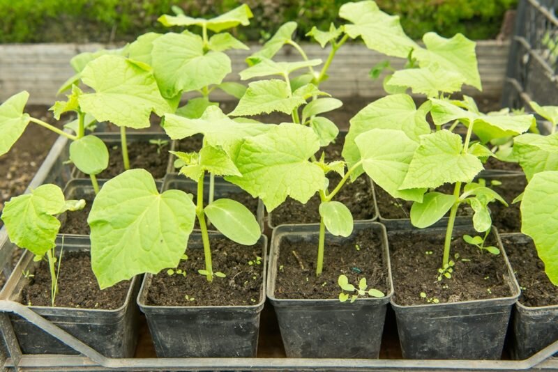 Дефицит бора негативно влияет на культуру