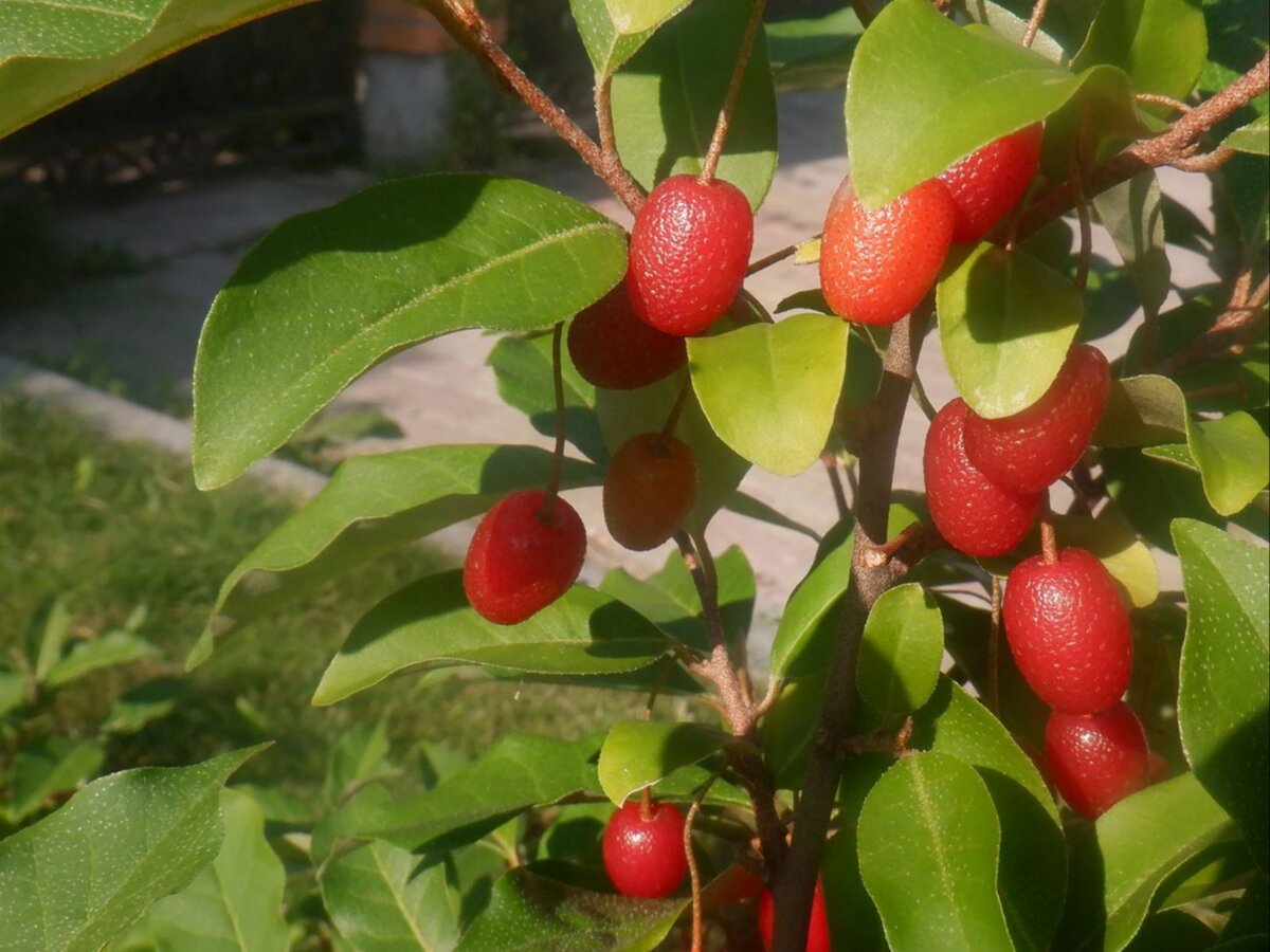Лох многоцветковый (гуми). Тверь. Фото: Вадим Рыбаков, plantarium.ru