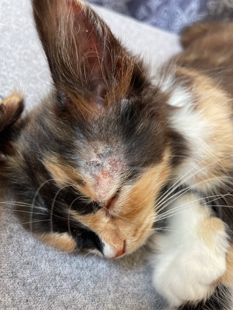 Малышка Кхалиси заболела 