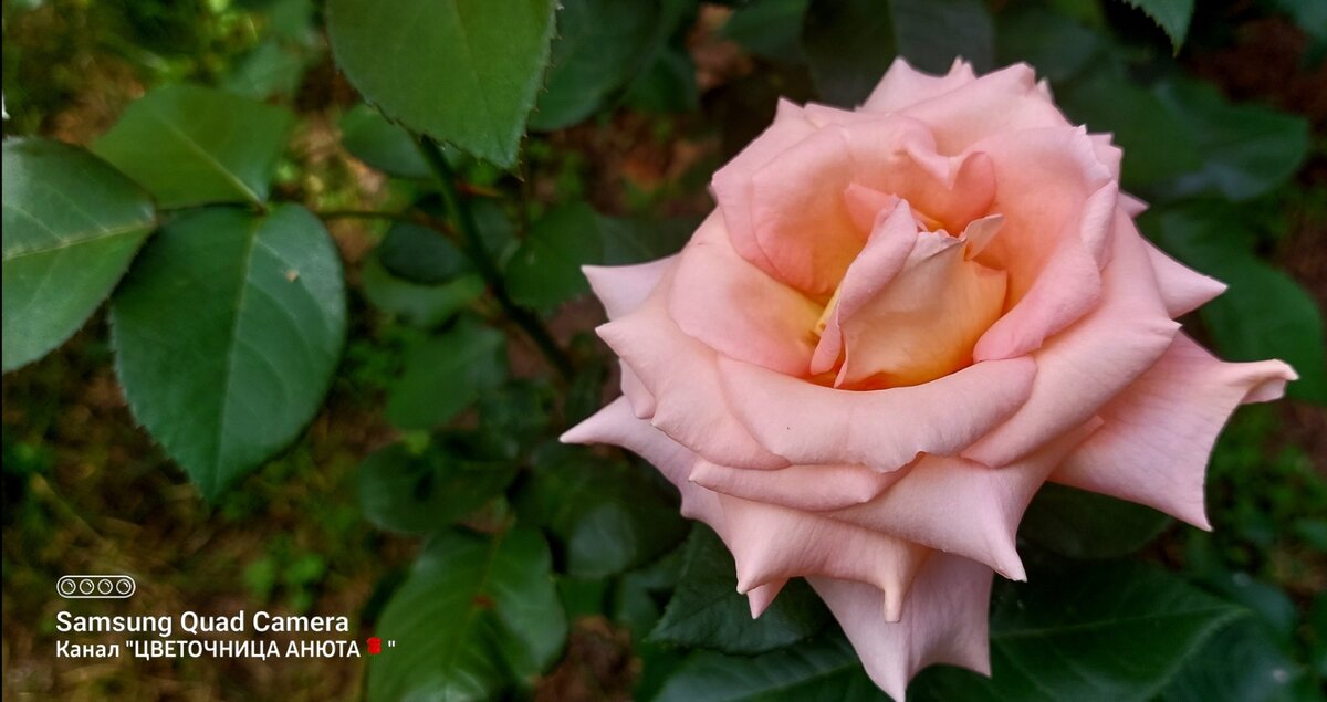 Практический онлайн-курс «Садовая роза: от яслей до выпускного, »