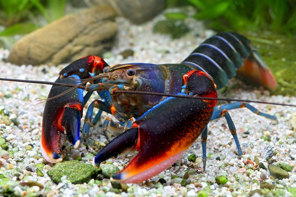 Cherax quadricarinatus