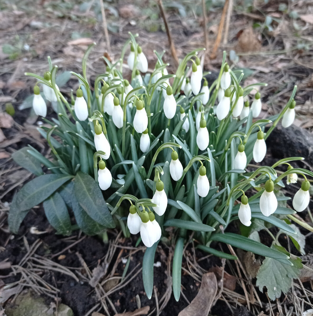 Подснежники 